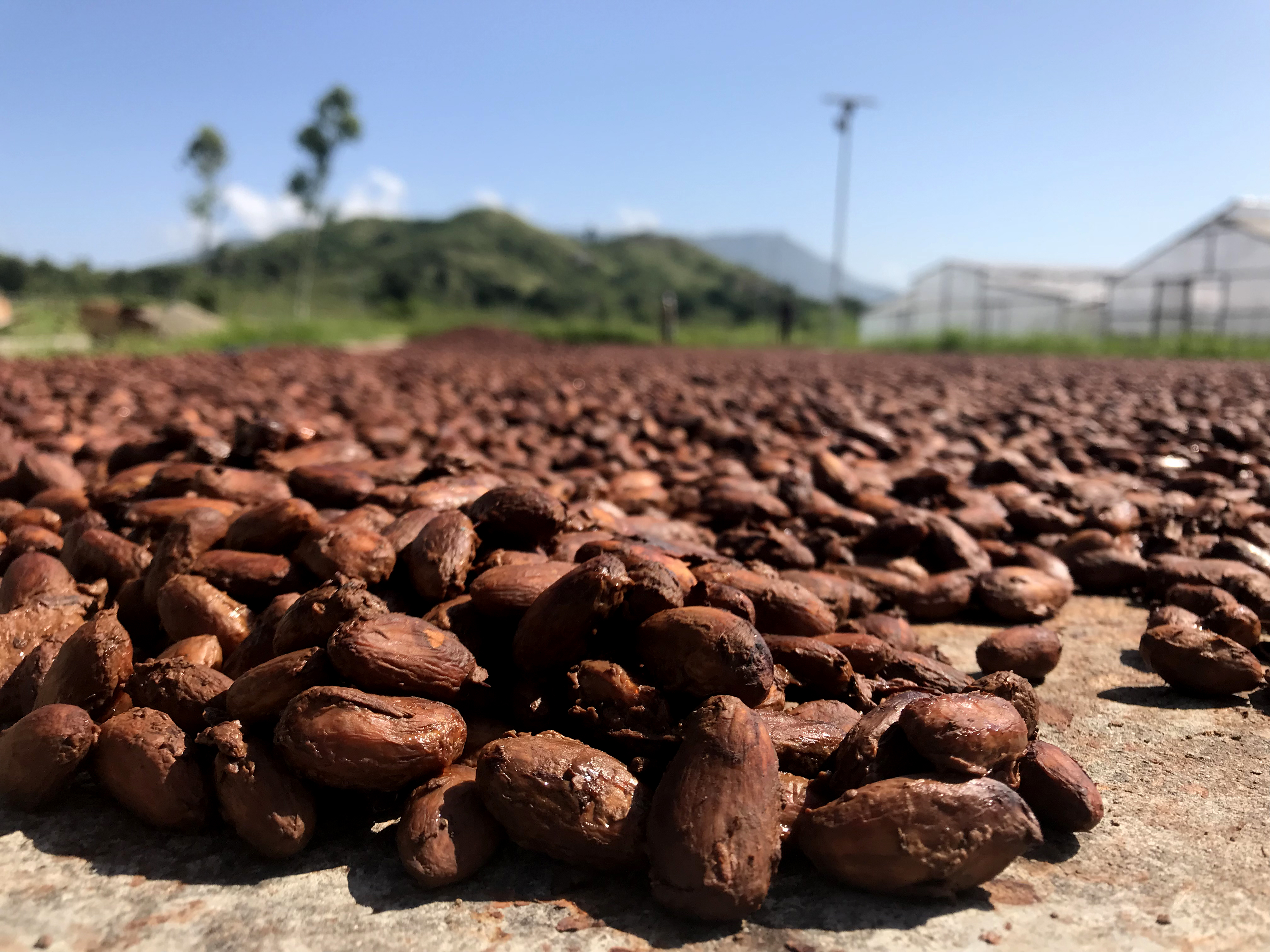 beans drying